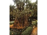 A very old olive tree in the Garden of Gethsemane.